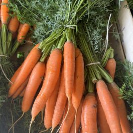 Carottes Fane France