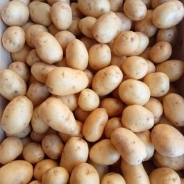 Pomme de terre grenaille France