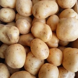 Pomme de terre lavée France