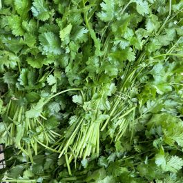 Coriandre Espagne
