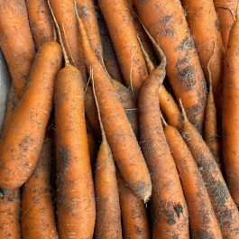 Carotte des sables Espagne