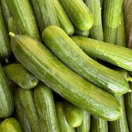 Concombre Mini Espagne