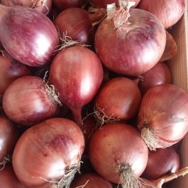 Oignon rouge Hollande