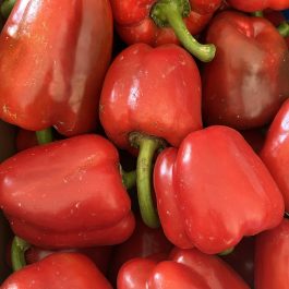 Poivron carré rouge Espagne