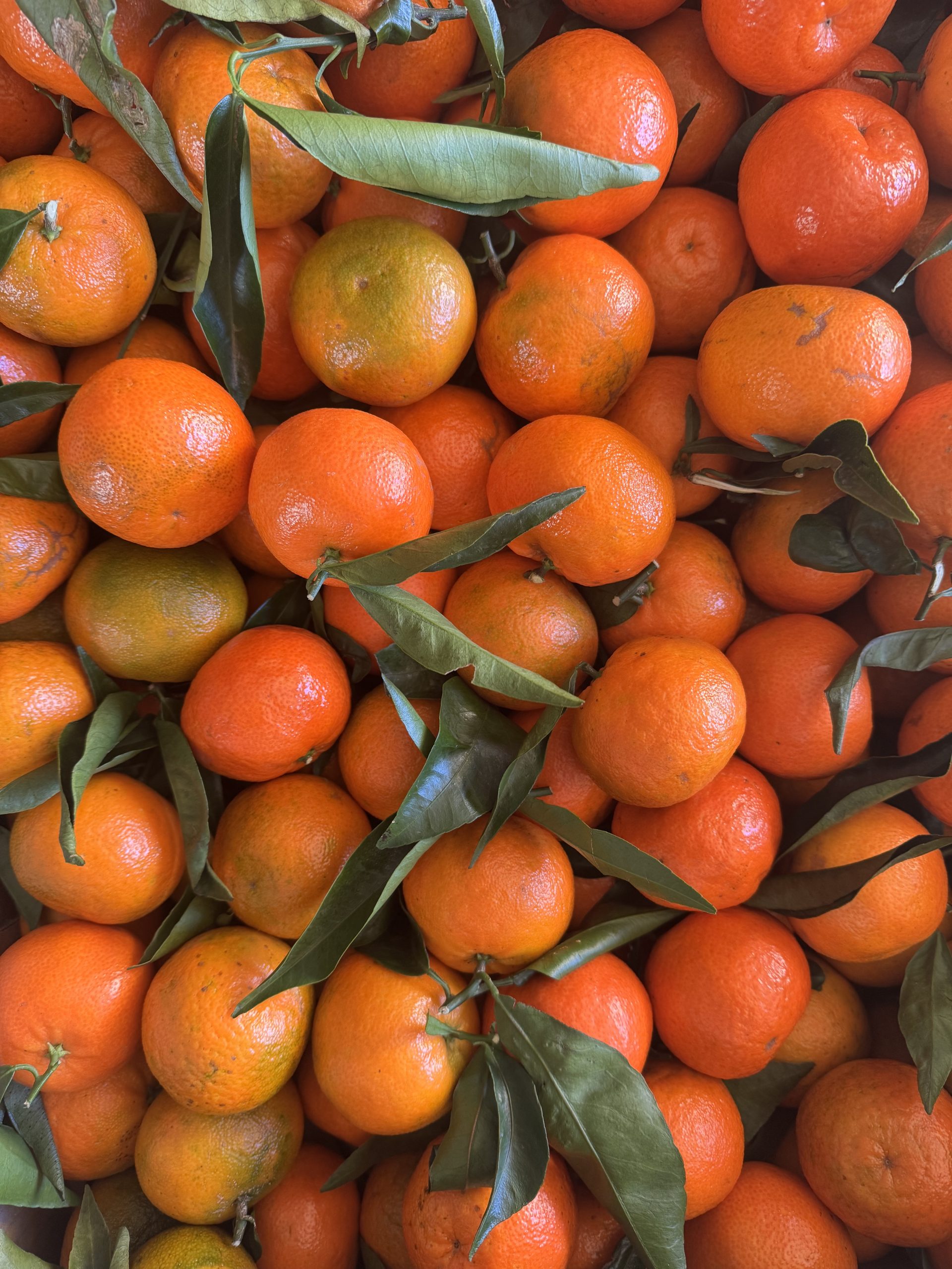 Clémentine de corse France