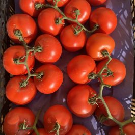 Tomate Grappe Belgique