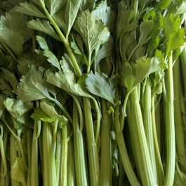 Céleri branche France