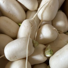 Navet Marteau Espagne