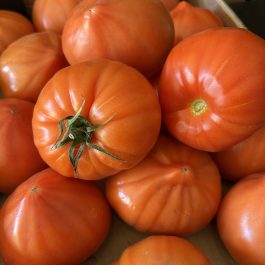 Tomate Cœur de Bœuf Espagne