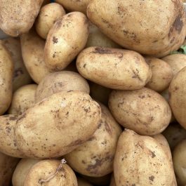 Pomme de terre Spunta Maroc