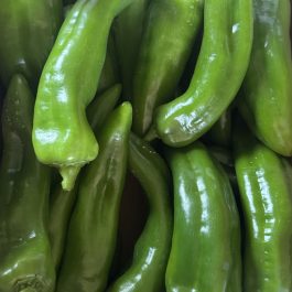 Poivron long vert  Maroc