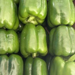 Poivron carré vert Espagne